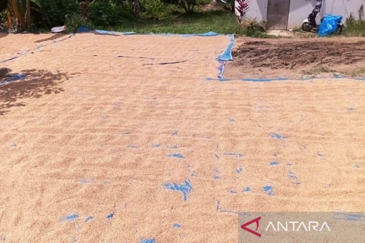 Area panen meluas, BPS proyeksikan produksi padi Kaltim 2025 naik