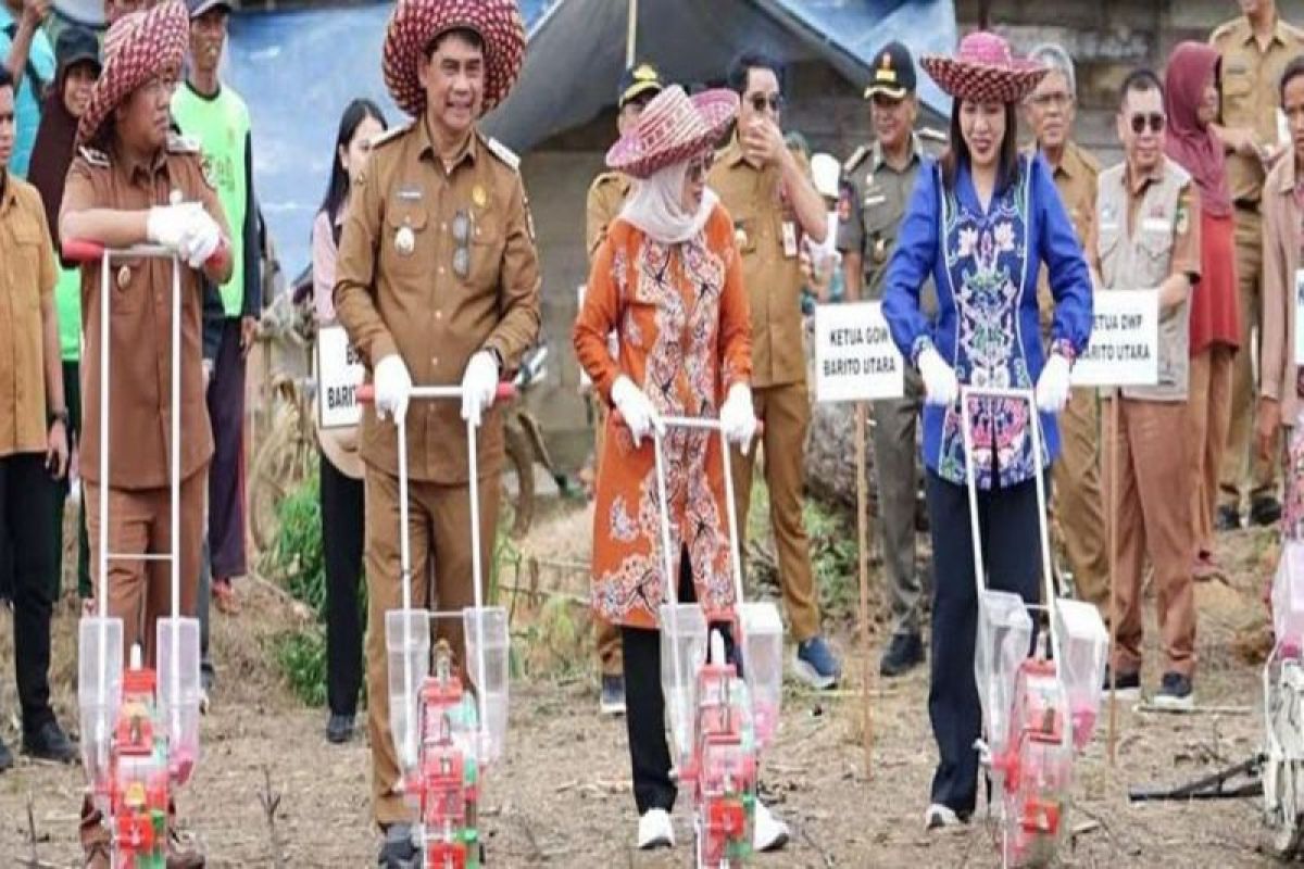 Bupati Barut perkuat produktivitas dan modernisasi pertanian jagung hibrida