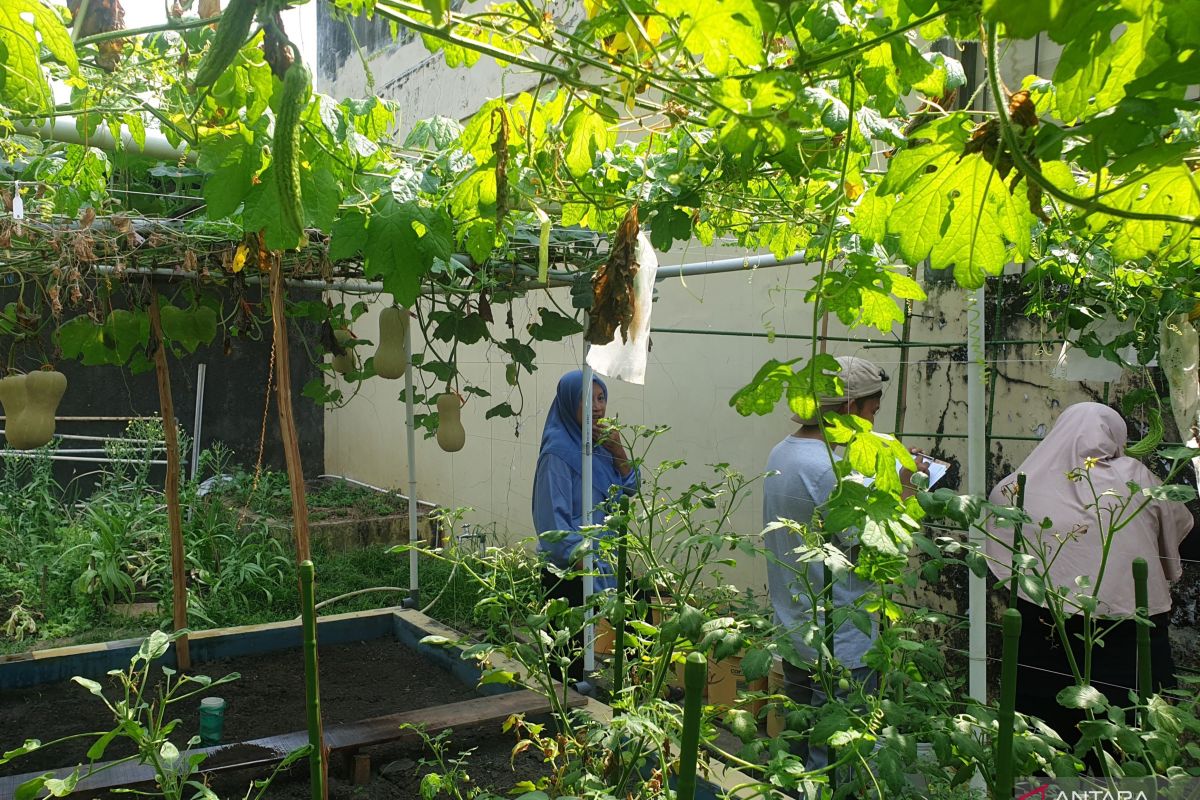 Pemprov Sumsel kembangkan gerakan mandiri pangan ke daerah pesisir