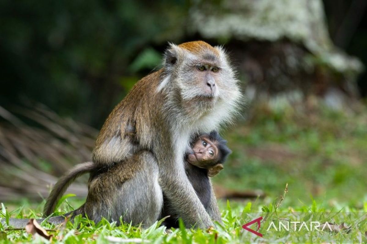 Asrinya Hutan Rumbai PHR, Menjadi Simbol Warisan Alam yang Harmoni
