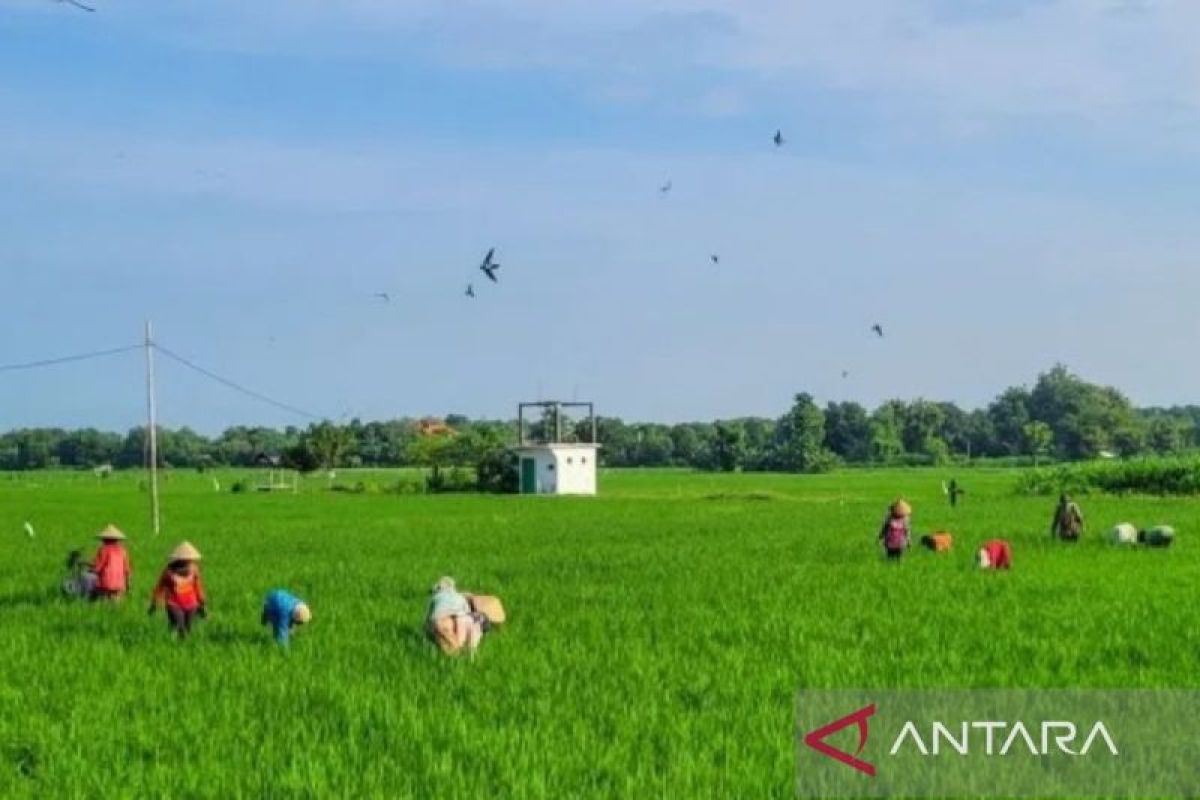 Situbondo usulkan 72.953 ton pupuk subsidi urea dan NPK pada 2026