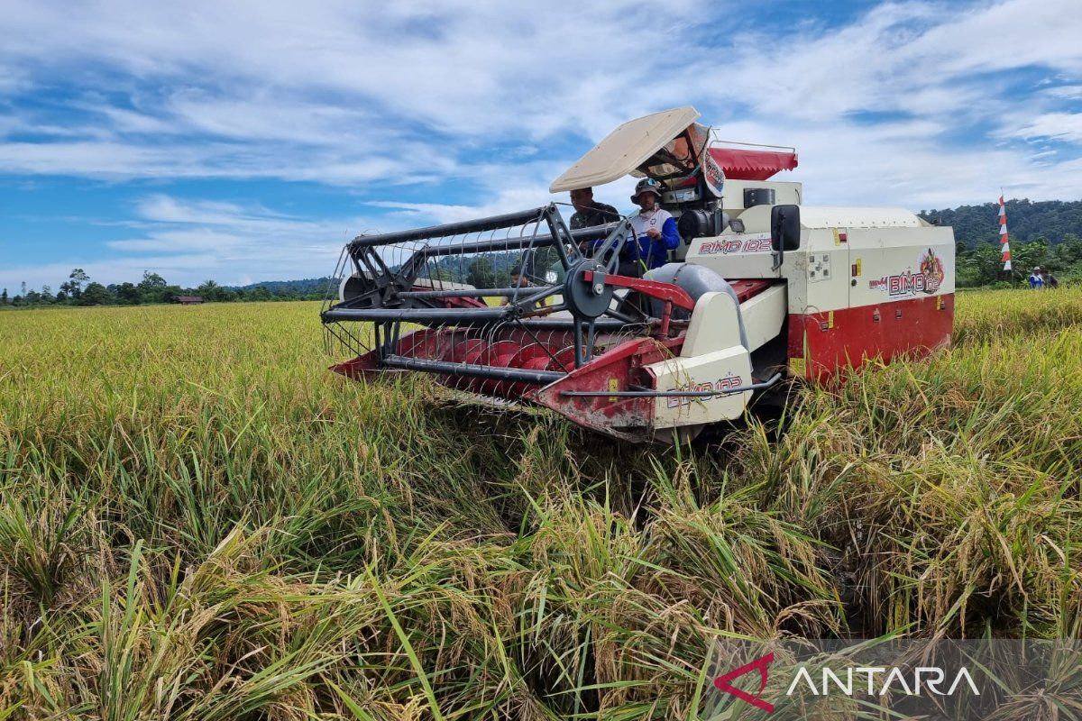 Produksi beras di Papua Barat 2025 diprediksi turun