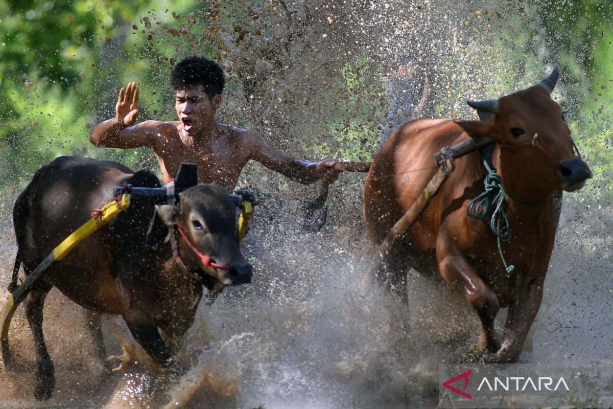 Latihan pacu jawi di Tanah Datar