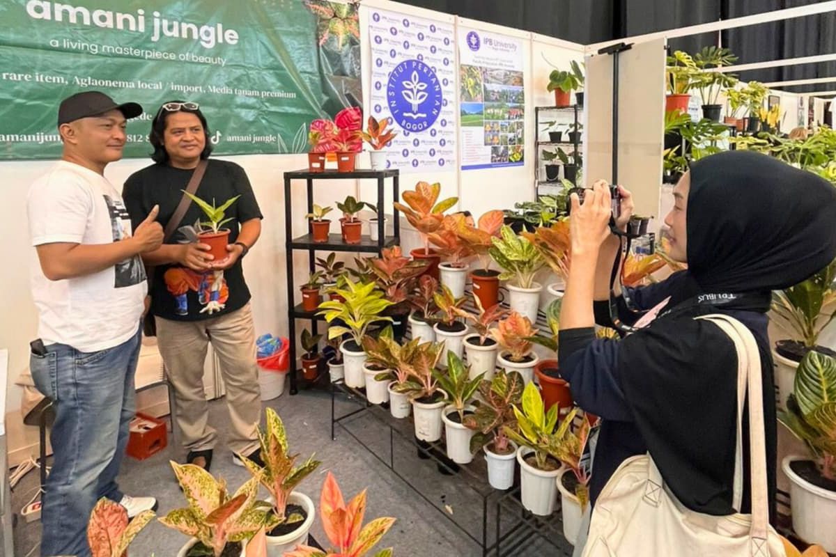 Penyilang lokal perkenalkan varietas baru tanaman hias Aglaonema