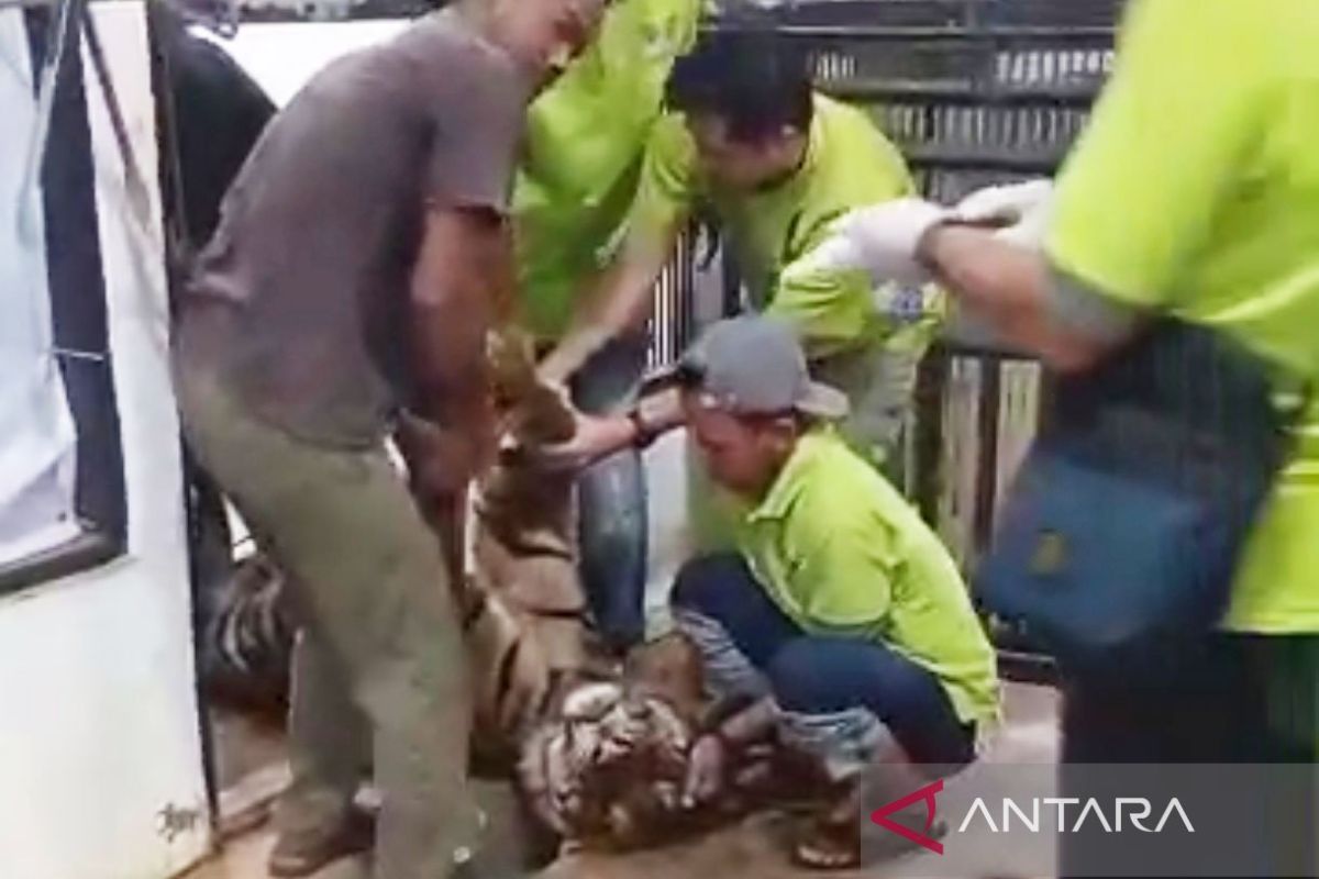 BKSDA: Harimau sumatra di Lembah Hijau mati karena perdarahan otak