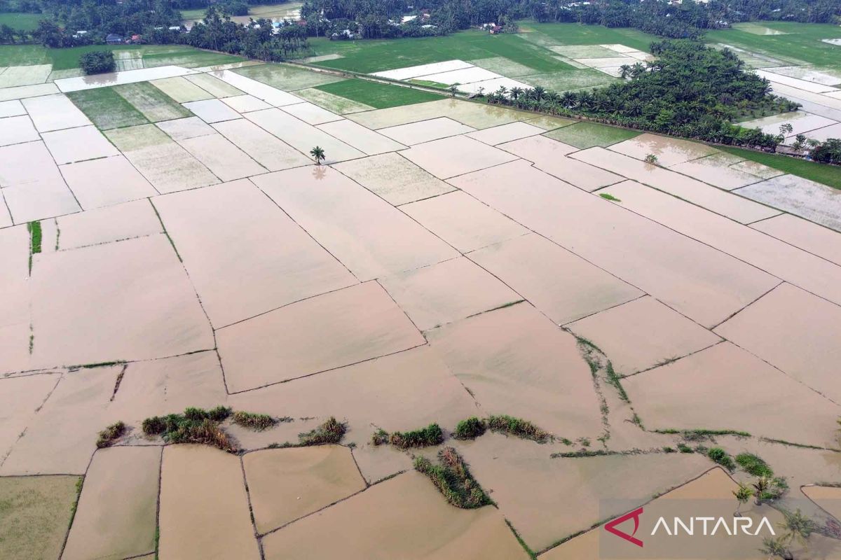 Puluhan sawah terendam banjir akibat curah hujan yang tinggi di Deli Serdang