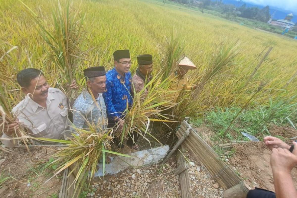 UIN Bukittinggi panen padi organik