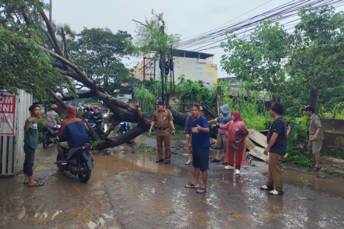 PUPR Palembang evakuasi pohon tumbang lumpuhkan lalu lintas