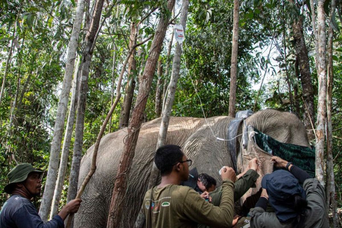 BBKSDA Riau pasang GPS collar pada gajah liar di Tesso Tenggara