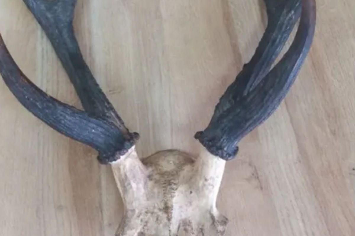 BKSDA Maluku amankan opsetan tanduk rusa dari penumpang kapal