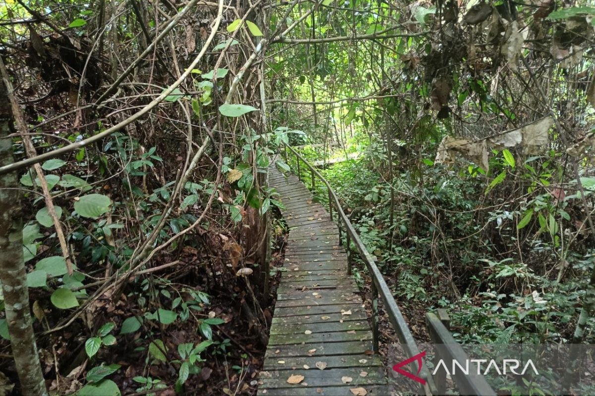 DPMPTSP Kaltim dorong penguatan investasi karbon hutan