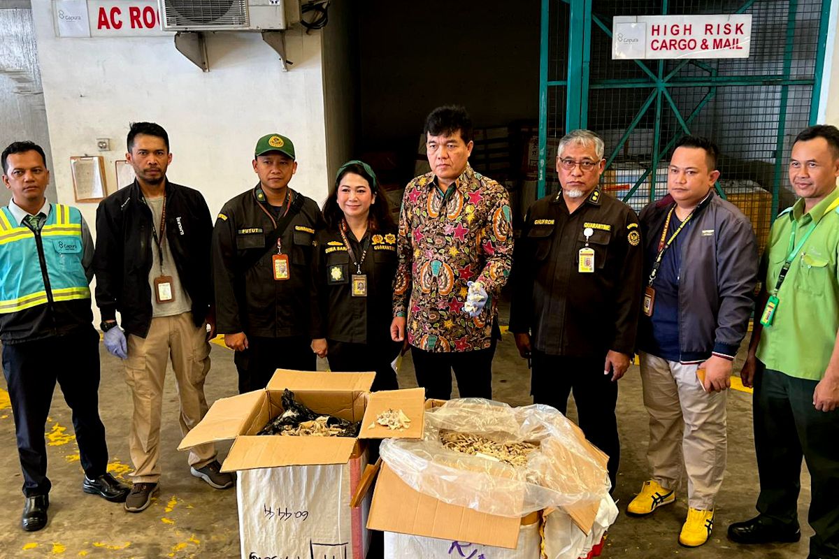 Barantin bongkar praktik kecurangan ekspor sarang burung walet