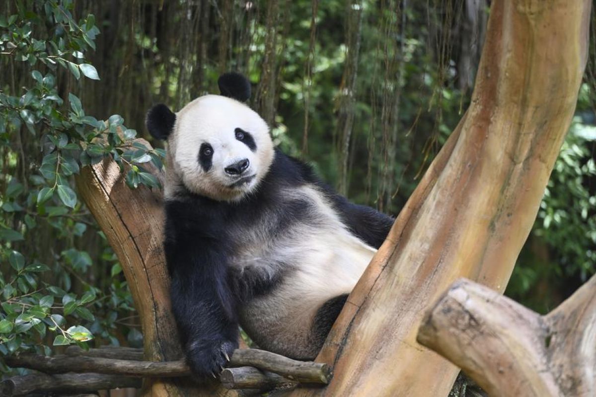 Pesona budaya China pikat pengunjung Istana Panda di Taman Safari
