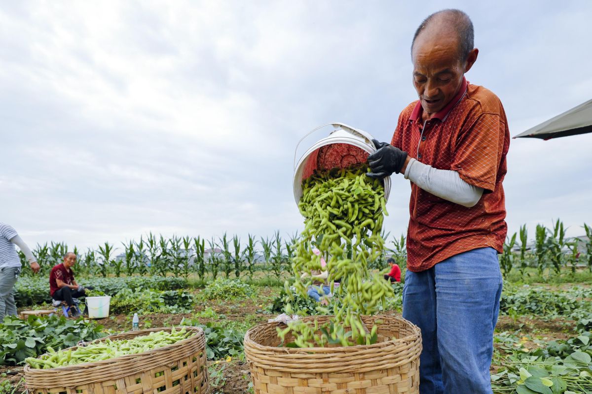 Kurangi ketergantungan pada impor kedelai, China kembangkan jagung
