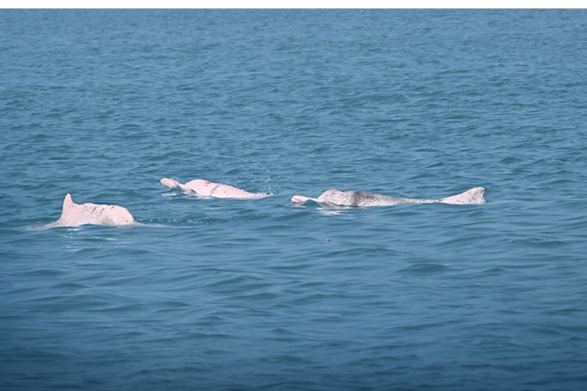 Solusi AI Tunjukkan Hasil Awal yang Menjanjikan dalam Pelestarian Lumba-Lumba Putih Tiongkok