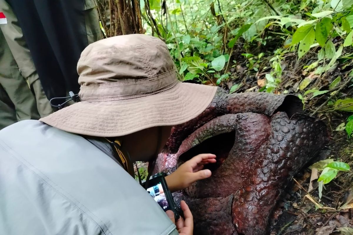BRIN teliti rafflesia di Palupuh pastikan filogenetik di Malaysia 
