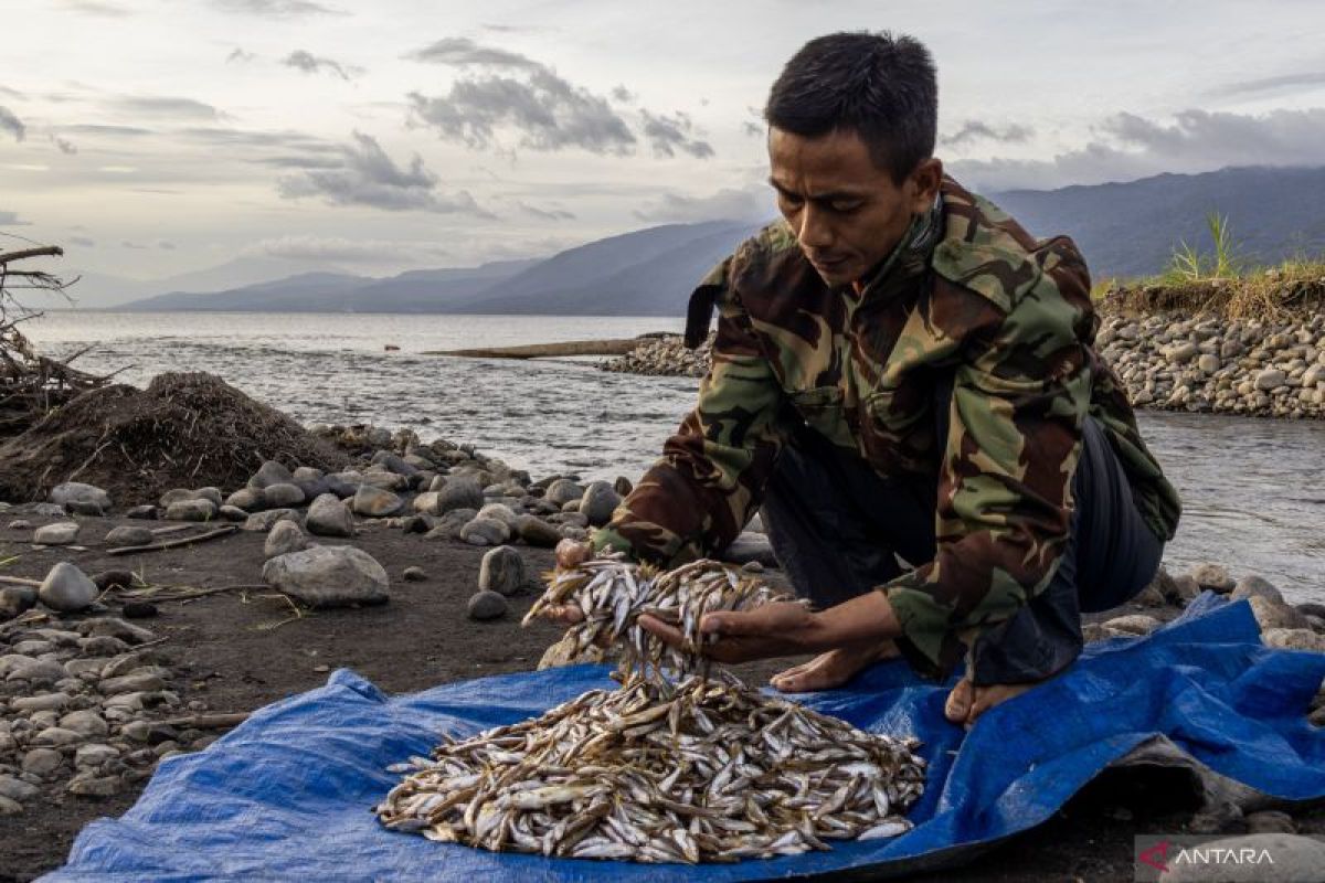 Ikan Bilih Itu Masih Ada Berkat Cara Penangkapan Ramah Lingkungan