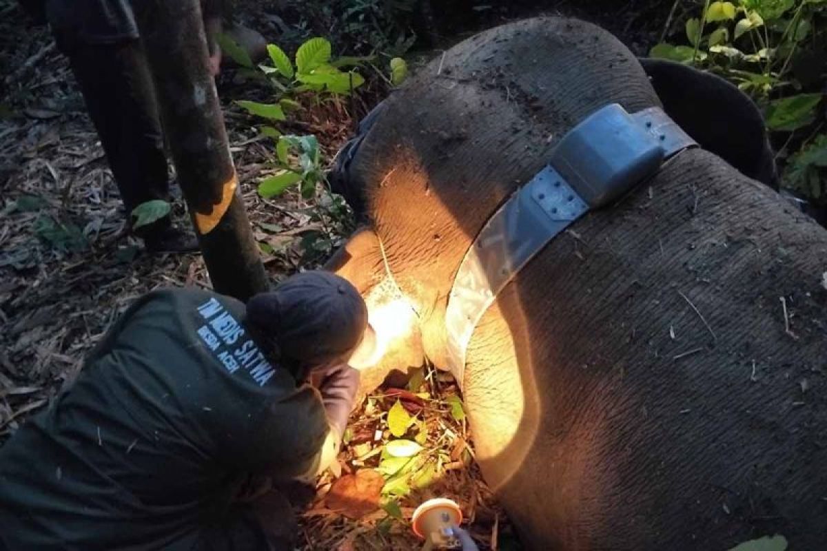 BKSDA pasang alat pelacak posisi gajah liar lanskap Gunung Leuser