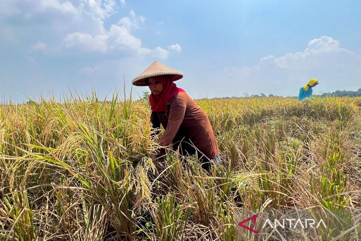 Komisi IV: Swasembada makin nyata berkat reformasi pangan Prabowo