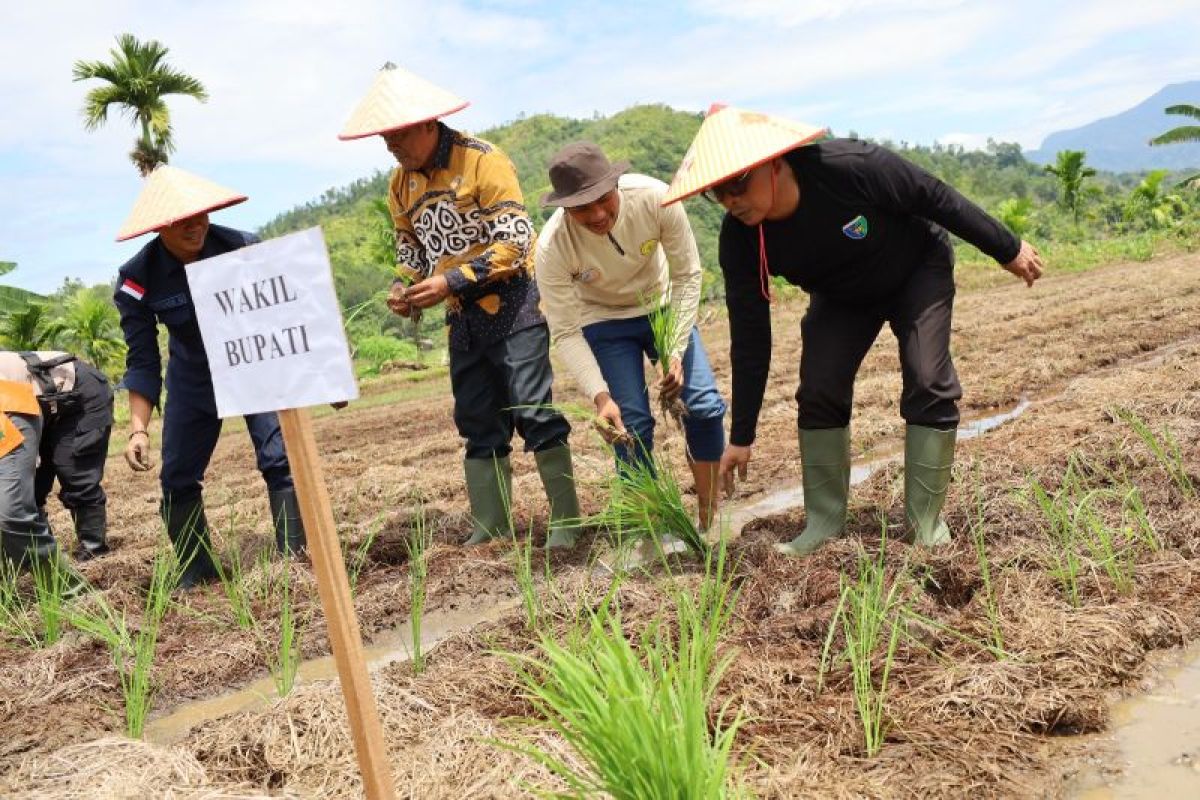 Wabup Risnaldiresmikan tanam serentak Sawah Pokok Murah di IV Jurai