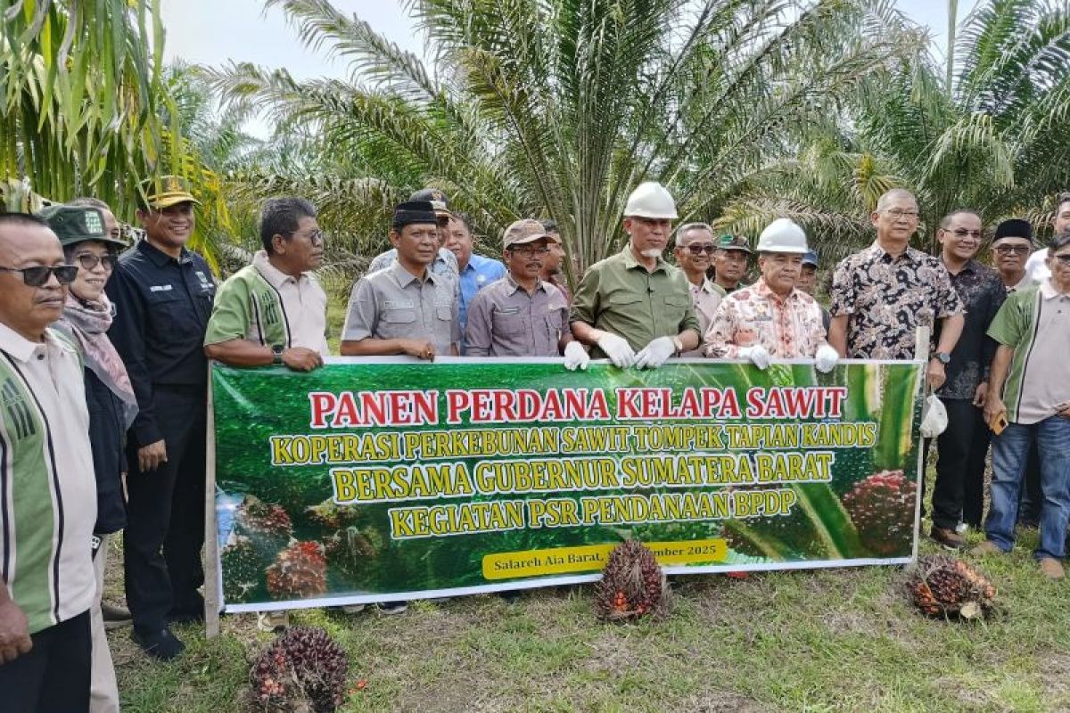 Program Replanting Sawit di Sumbar mulai menunjukkan hasil, petani di Agam panen perdana