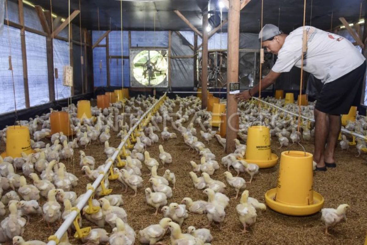 Pengamat: Rp20 triliun lebih baik untuk revitalisasi peternakan ayam