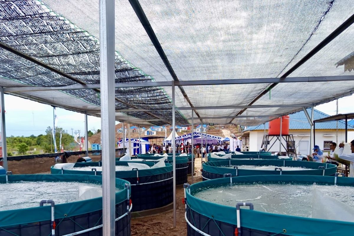 Budidaya bioflok jadi usaha alternatif nelayan pesisir Batam