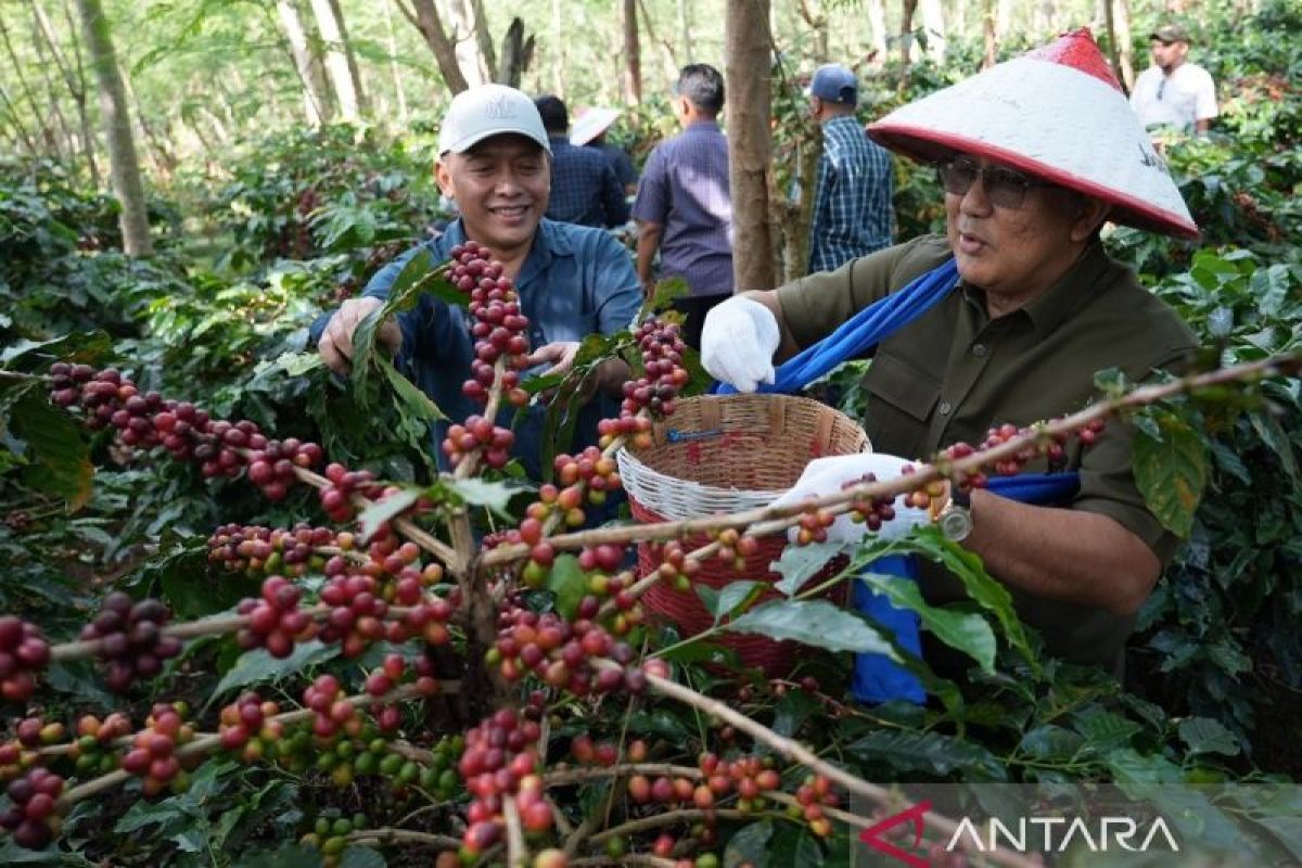 Kopi Arabika PTPN Mendunia: Replanting Jadi Kunci Keberlanjutan dan Daya Saing