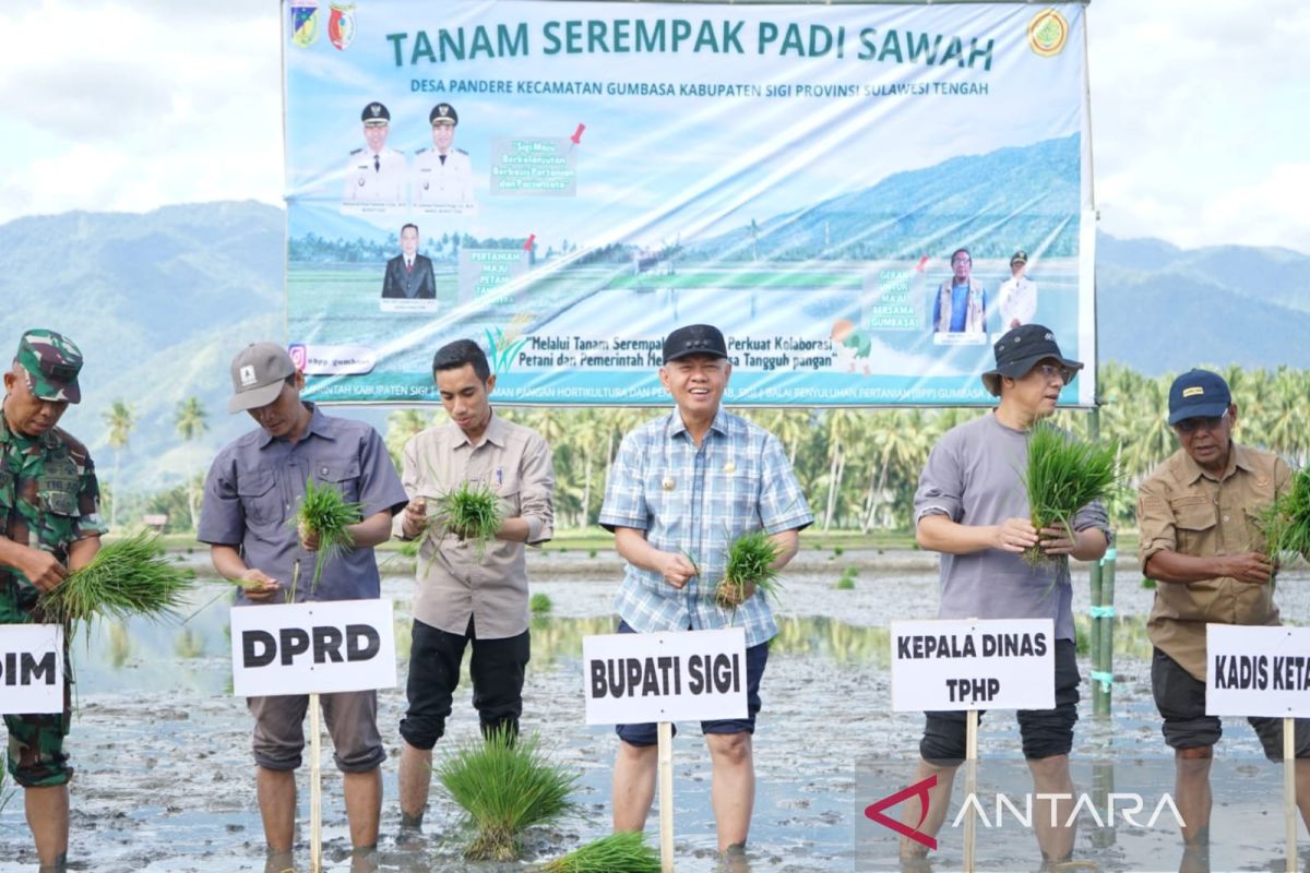 Pemkab Sigi tanam padi 816 hektare perkuat swasembada pangan daerah