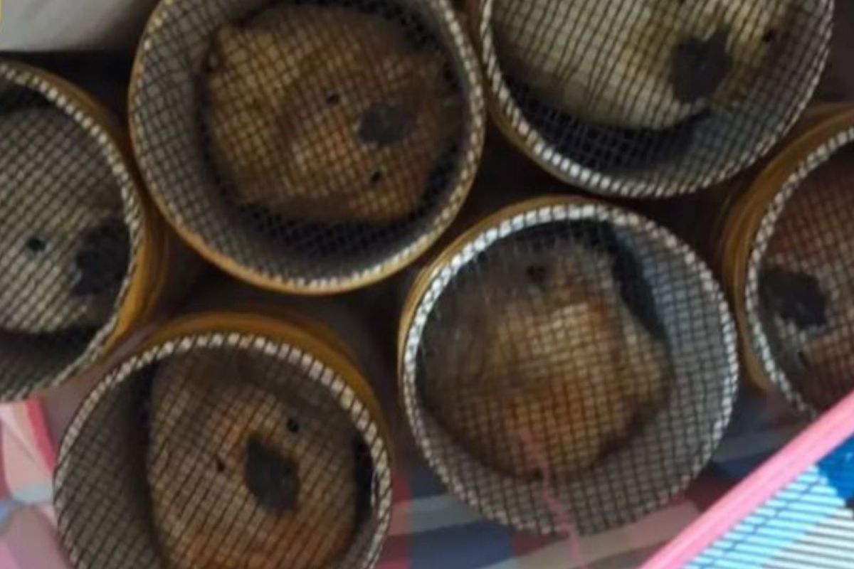 BKSDA Maluku amankan 15 ekor kakaktua koki dari kapal di Tual