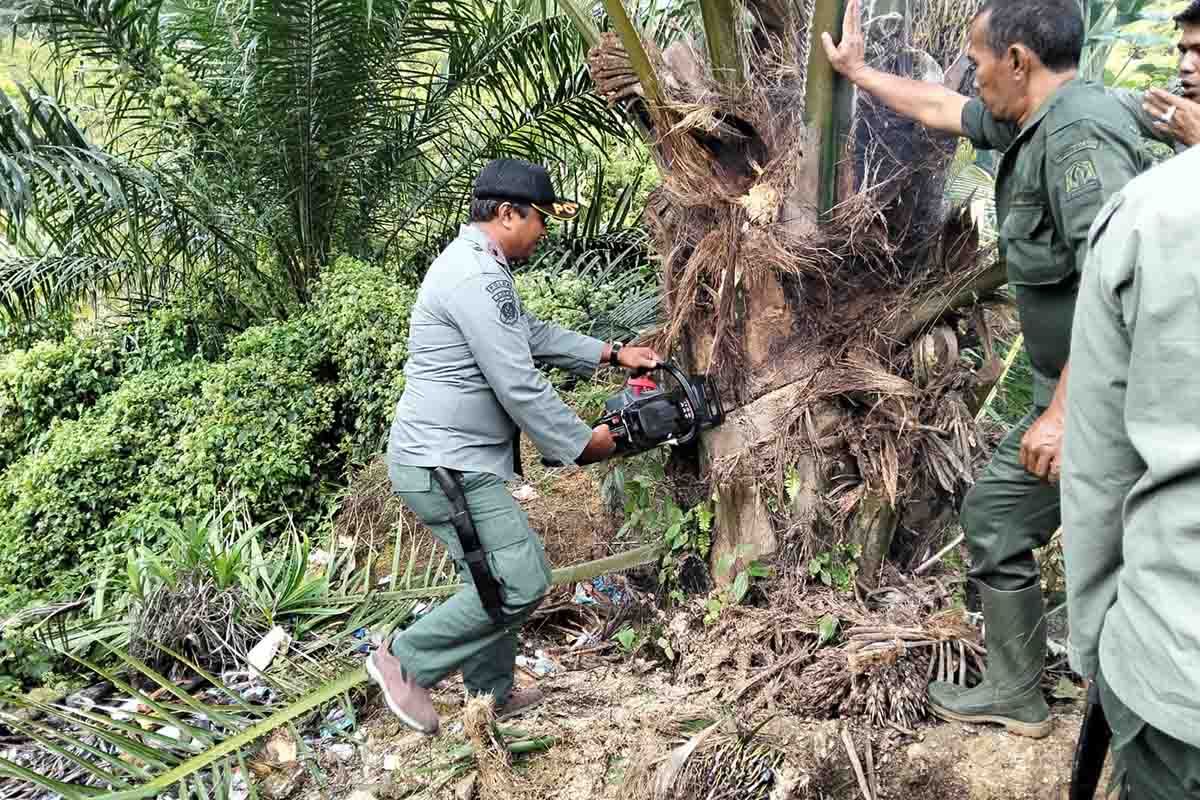 Tim gabungan tertibkan 18,5 hektare sawit ilegal di kawasan hutan Abdya