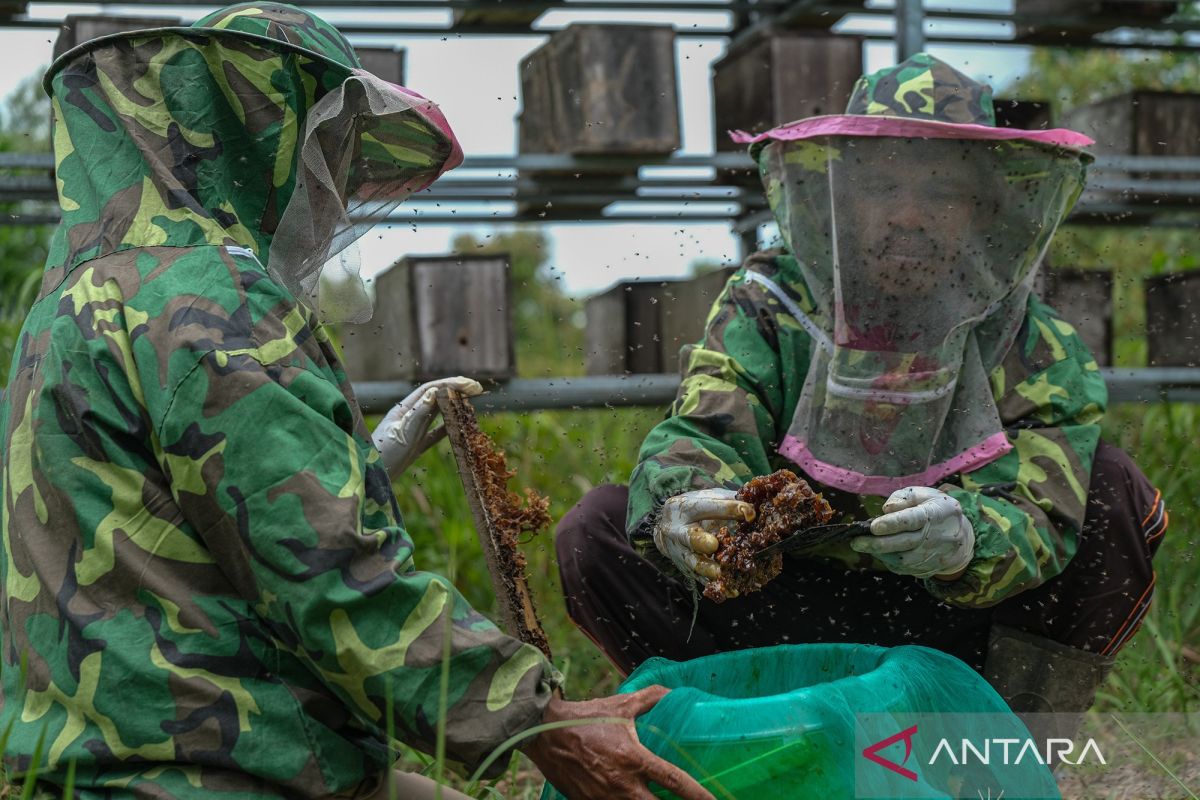 Melihat budidaya lebah trigona untuk area perkotaan