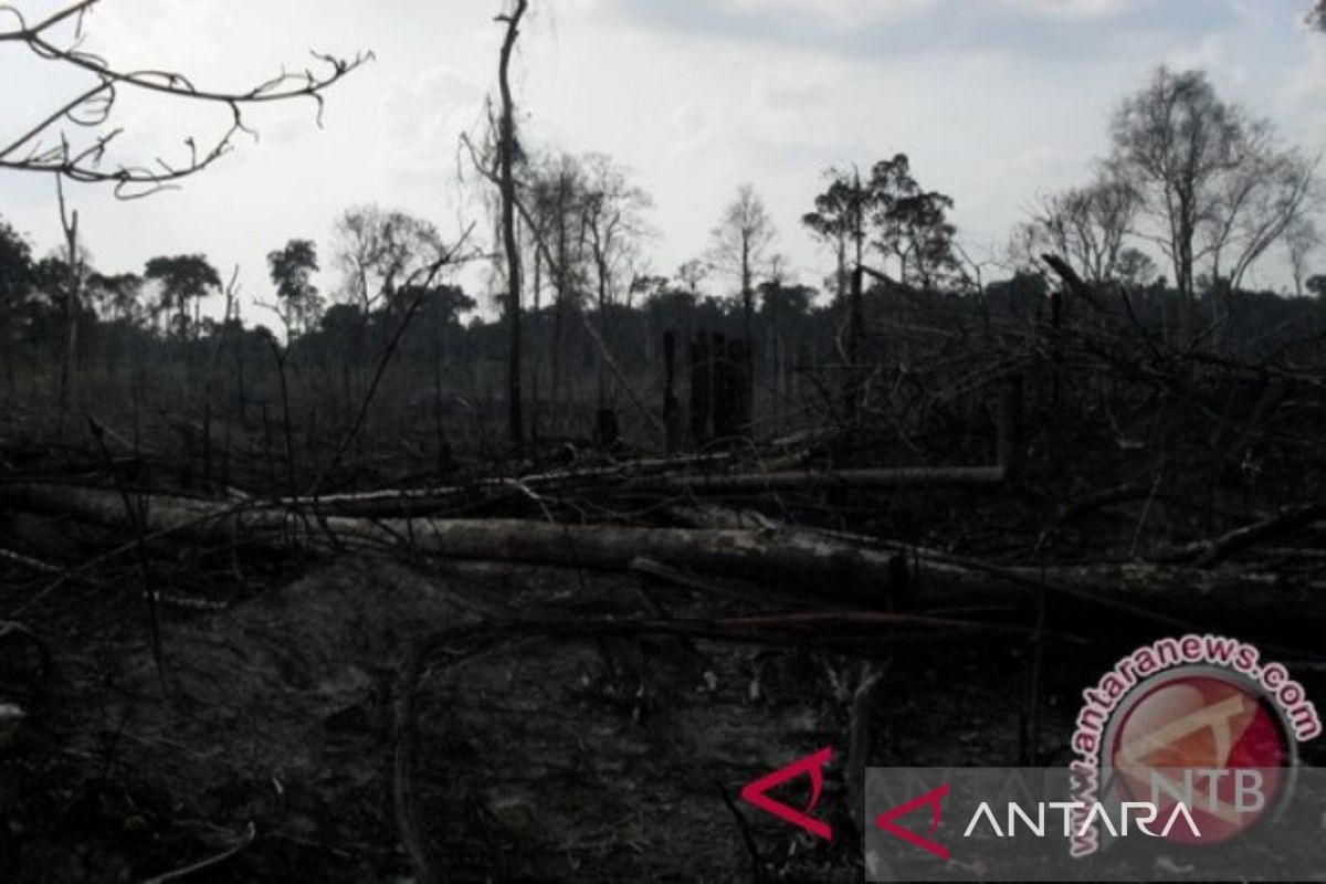 DLHK Banten petakan kerusakan hutan hingga siapkan langkah pemulihan