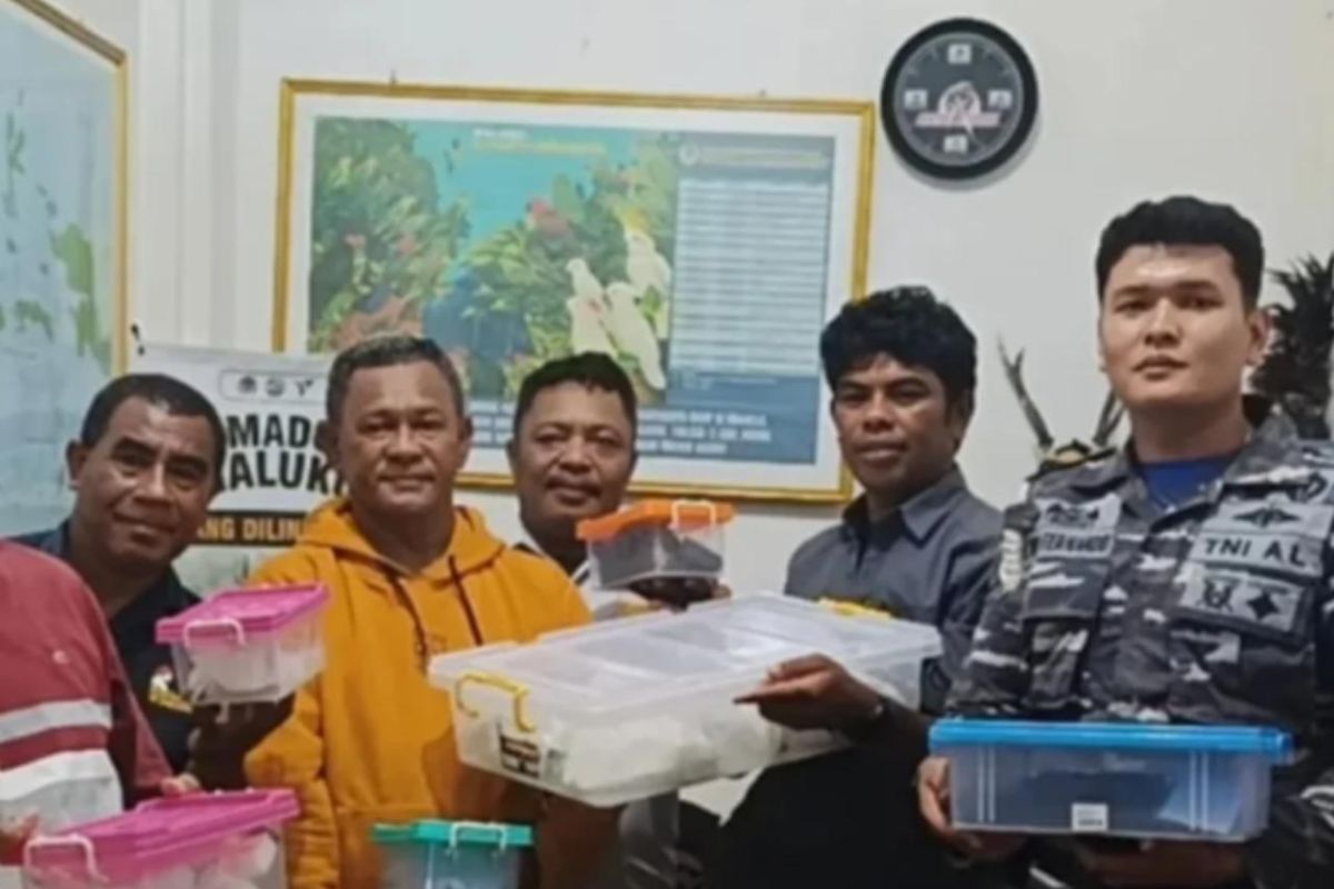 BKSDA Maluku amankan 14 Ular Leopard Pastel tanpa dokumen resmi tujuan Surabaya