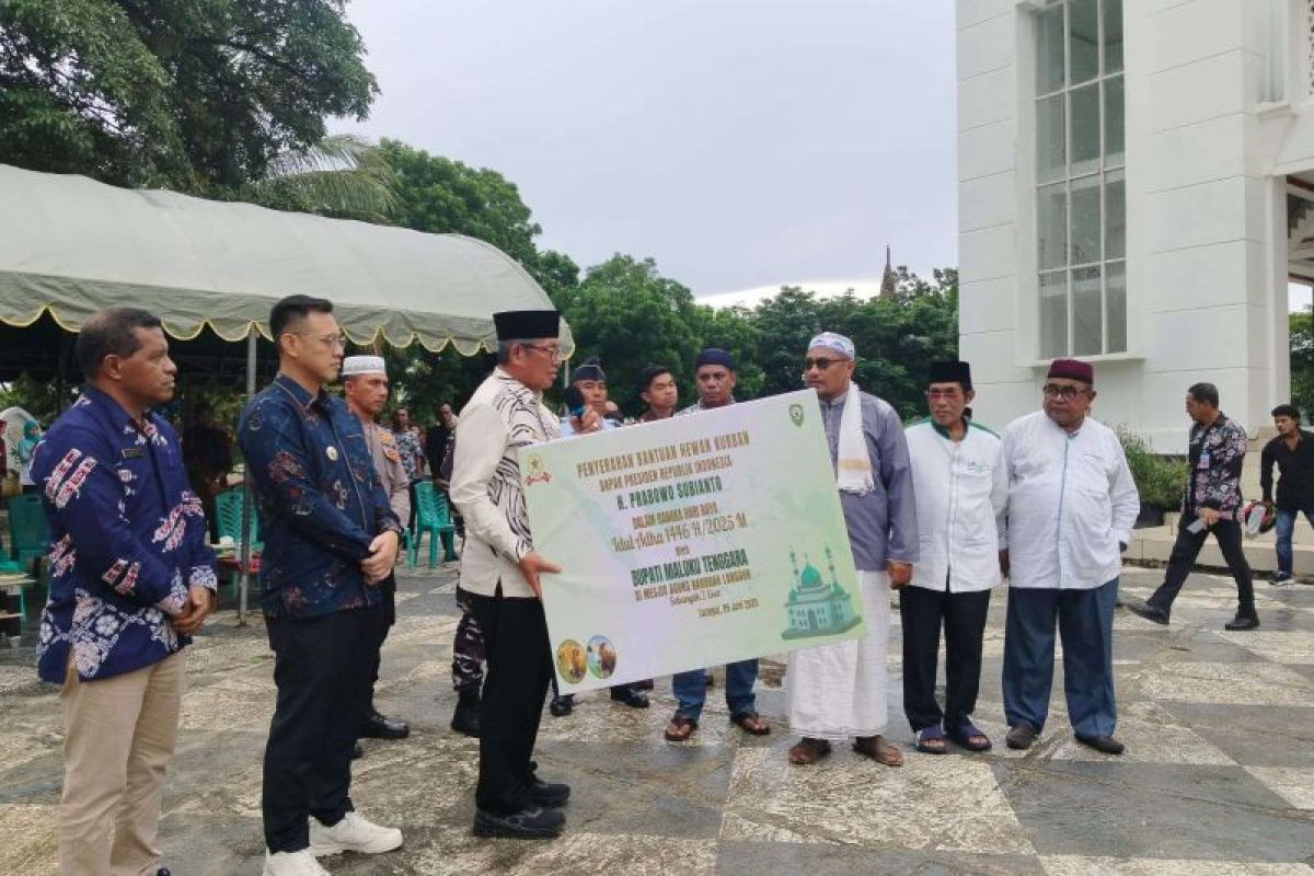 Bupati Malra salurkan sapi kurban Presiden