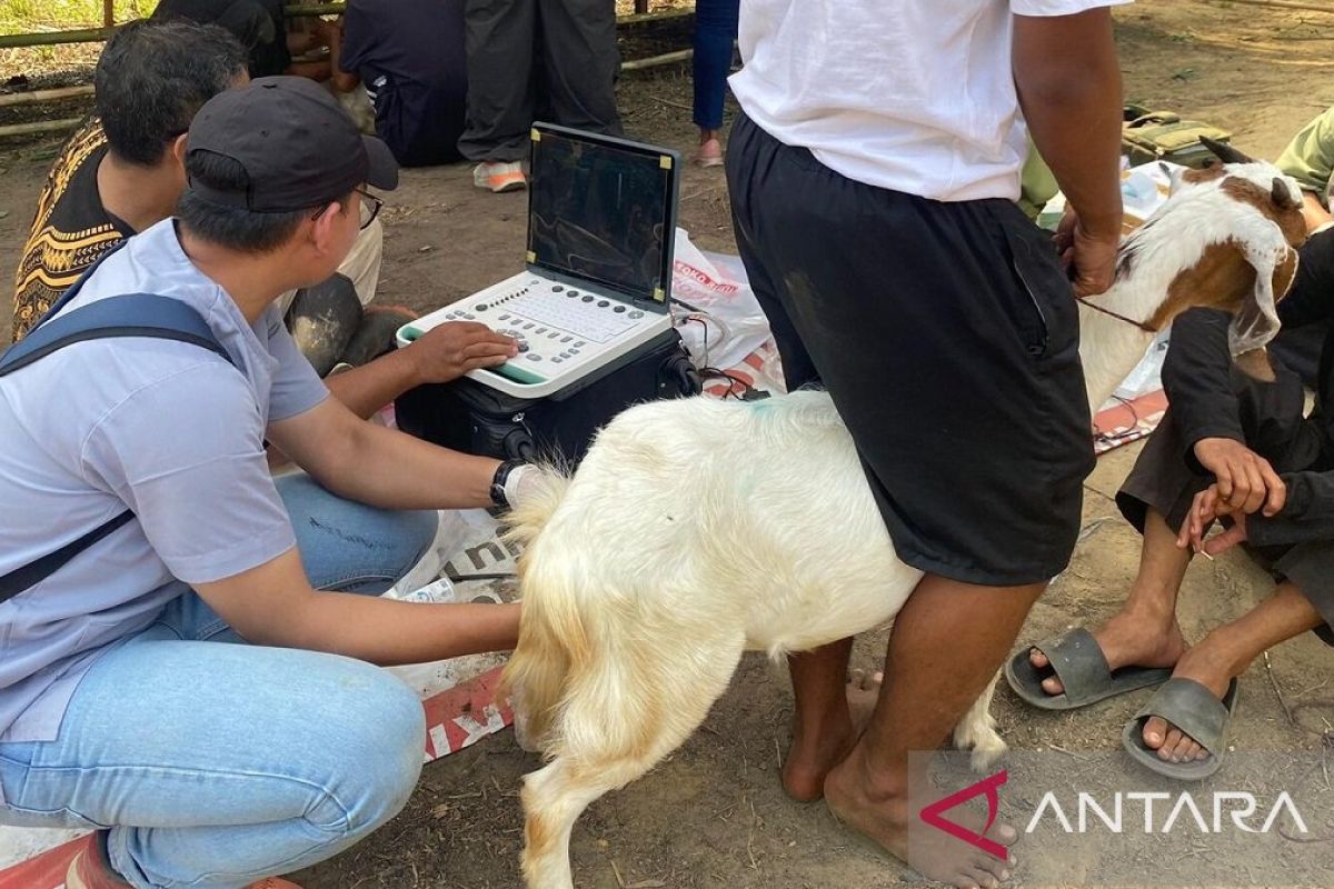 Posyandu kambing Universitas Jambi layani IB dan pemeriksaan kehamilan dengan USG