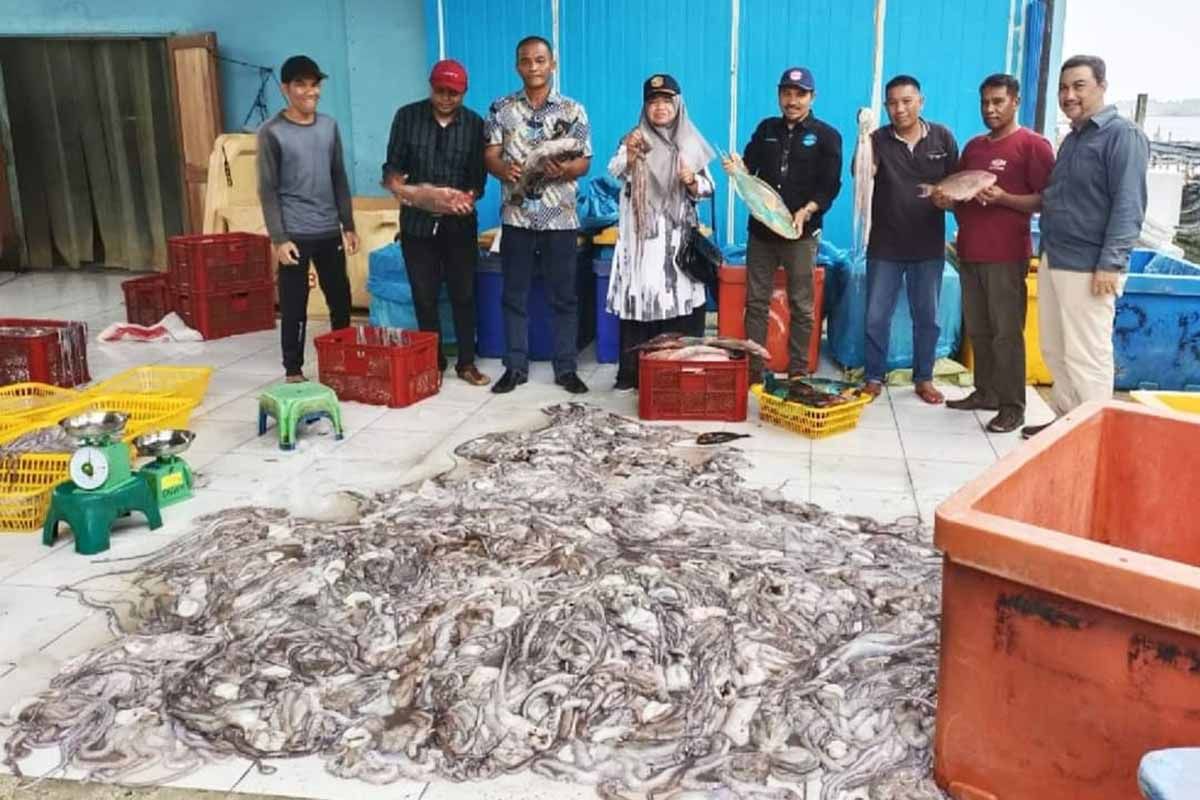 Harga gurita di Simeulue capai harga tertinggi dalam satu dekade terakhir