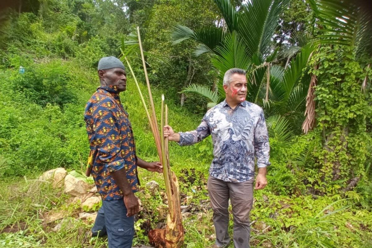 FAO dan Selandia Baru memperkuat rantai nilai sagu di Kabupaten Jayapura