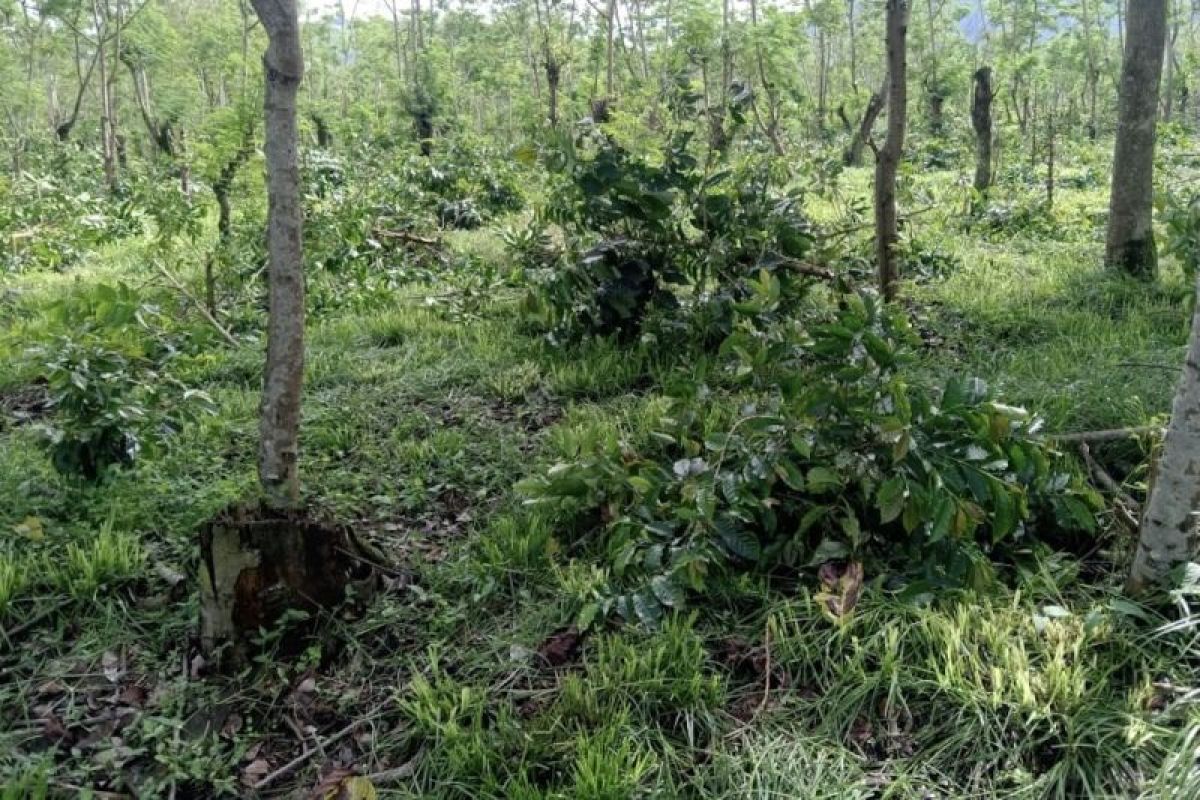 SP PTPN XII prihatin soal perusakan tanaman kopi di Bondowoso