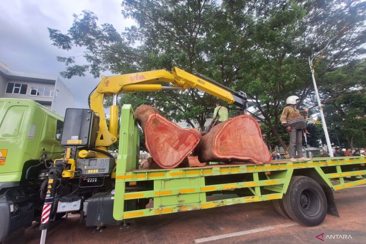 Pohon tumbang, MRT Jakarta tak bahas kompensasi penumpang