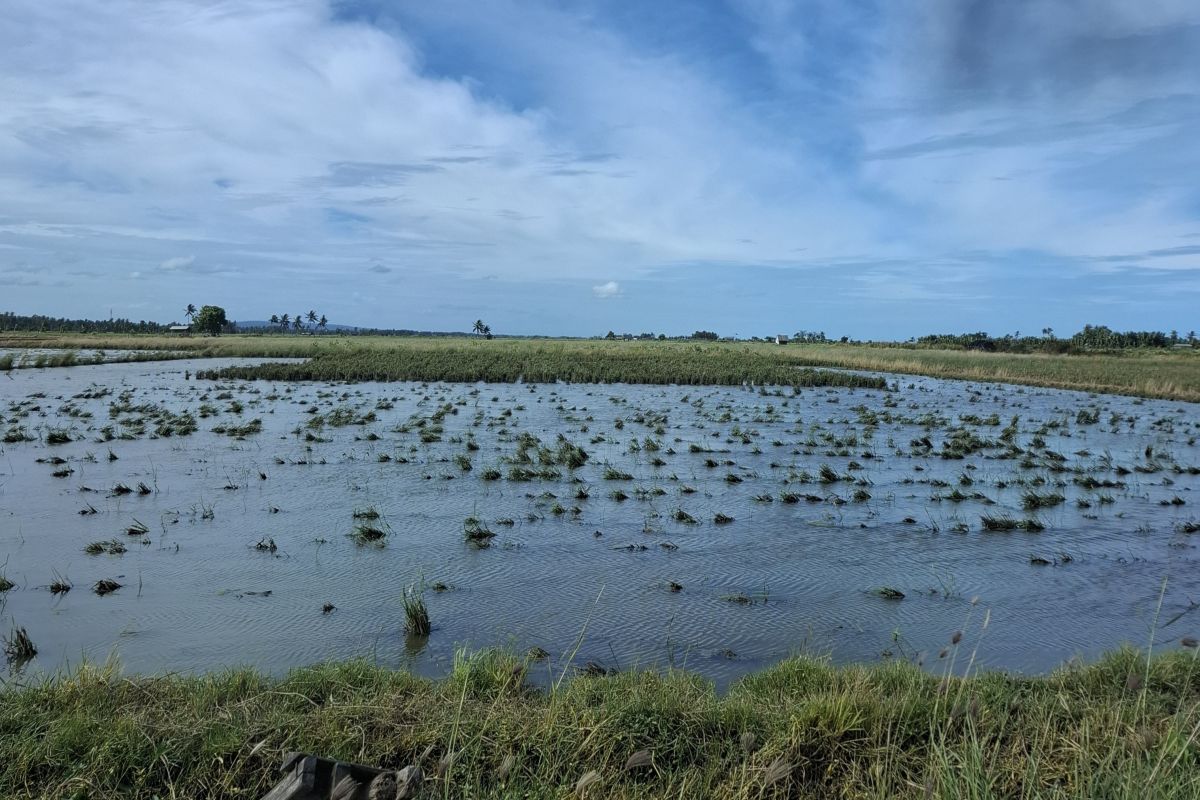 BPBD Lampung minta petani mitigasi curah hujan tinggi cegah puso