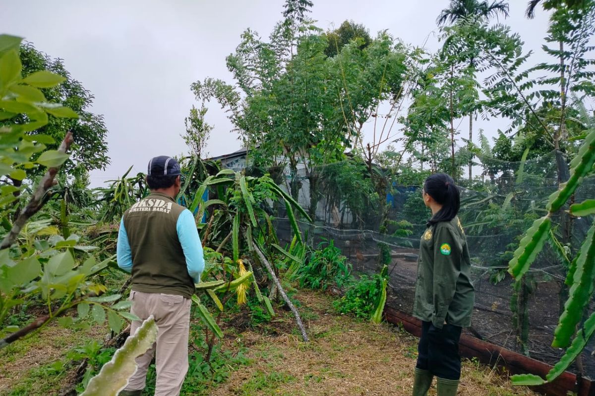 BKSDA Sumbar terima tiga laporan konflik harimau dengan manusia di Agam