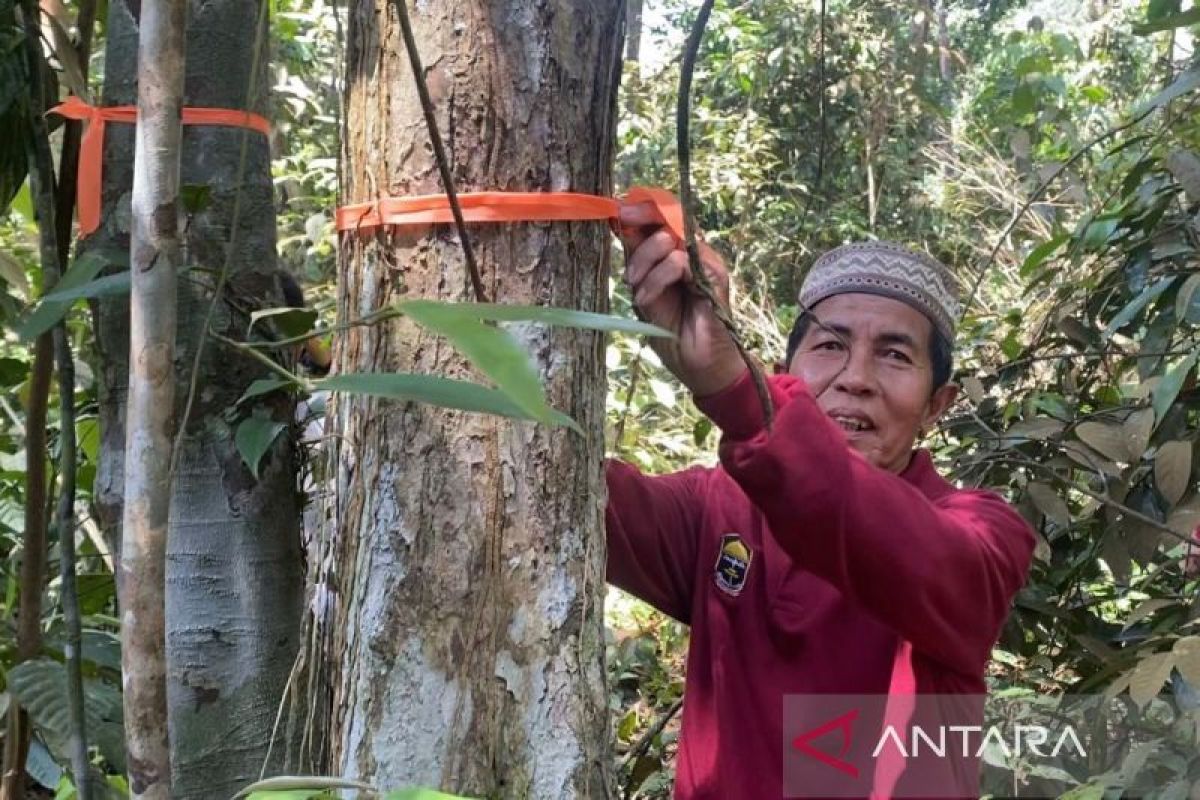 Menjaga napas terakhir Imbo Tanah Baguo di Pelalawan