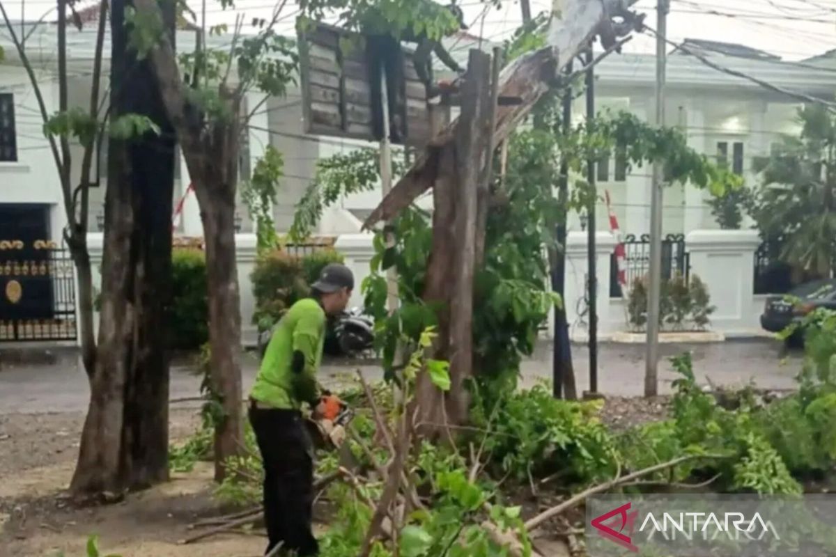 Pemkot Jaktim evakuasi tiga pohon tumbang akibat hujan deras