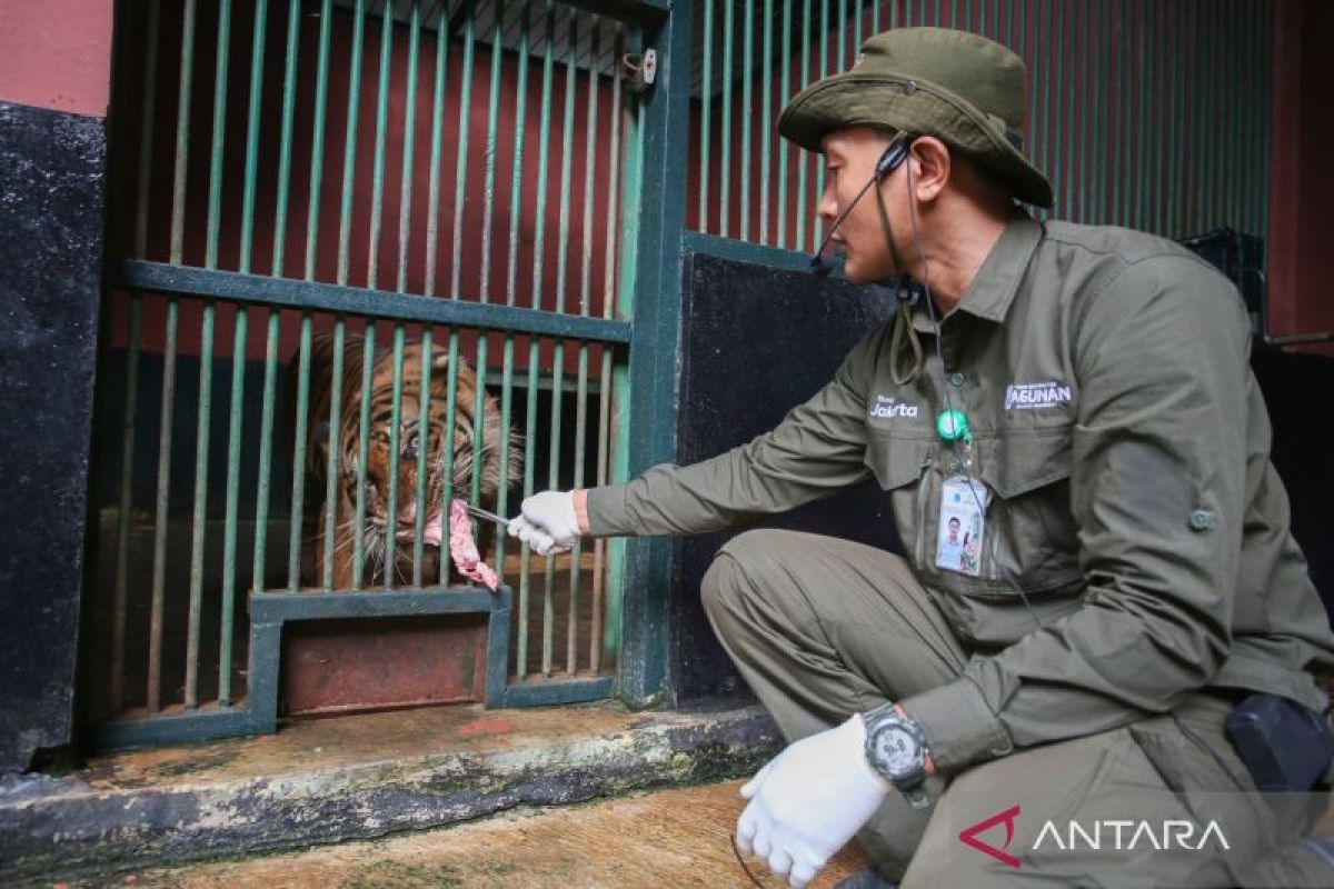 Informasi petugas Ragunan bawa pulang pakan Harimau tidak benar