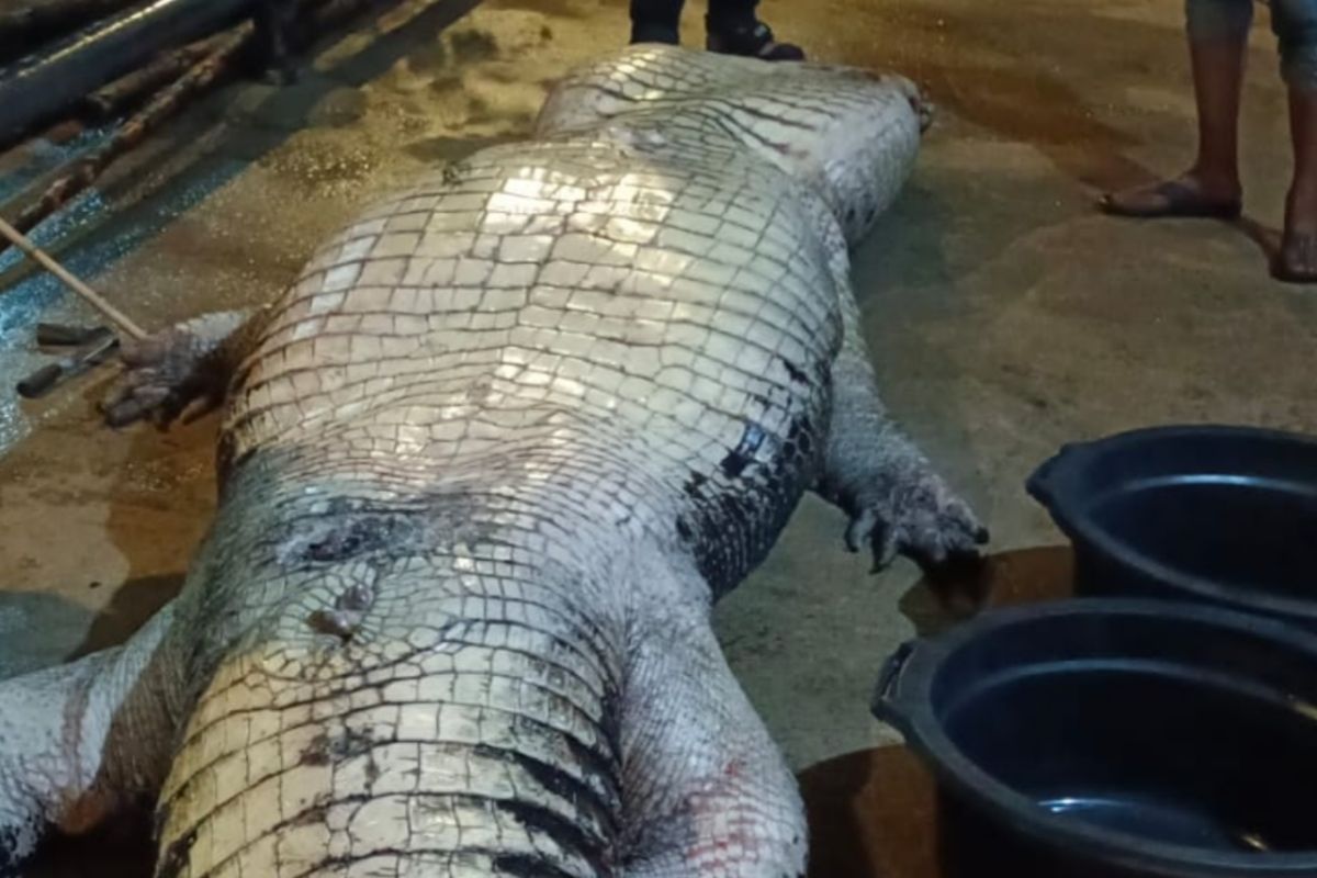 Buaya jumbo seberat 585 kg di Inhil akhirnya mati setelah dirawat 20 hari