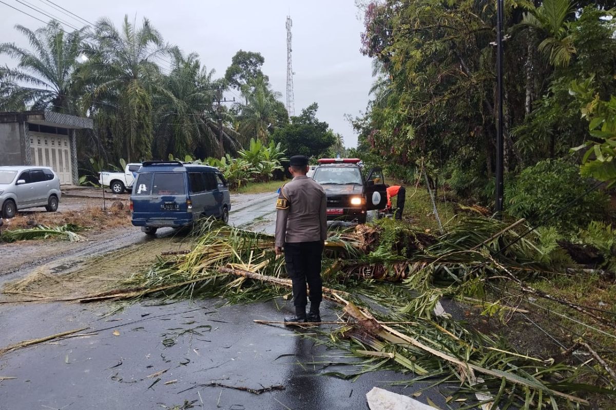 BPBD Agam bersihkan material pohon tumbang akibatkan kecelakaan lalulintas