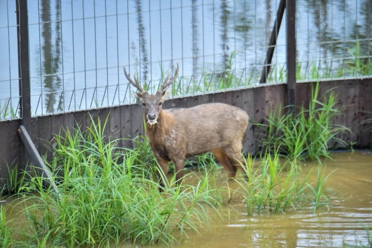 OIKN-Kemenhut-PAMA dan UGM lepas 12 ekor rusa perkuat ekosistem hutan