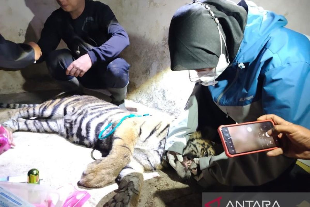 BKSDA Sumbar: anak harimau sumatera terjerat di Agam berkelamin betina (Video)