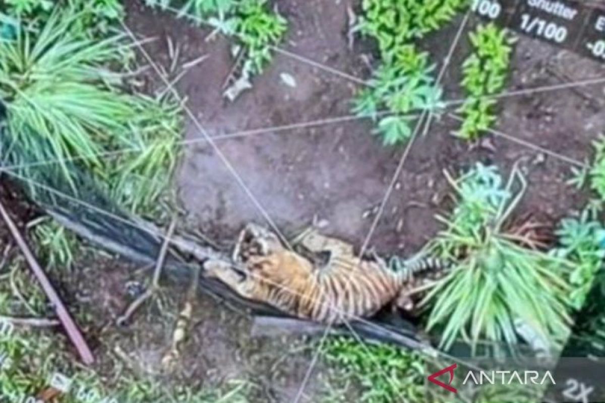 Anak harimau sumatera terjerat di Koto Tabang Agam (Video)